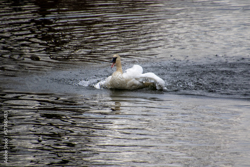 A trumpeter swan swimming in a rive