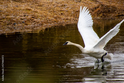 Fototapeta Naklejka Na Ścianę i Meble -  A trumpeter swan taking off