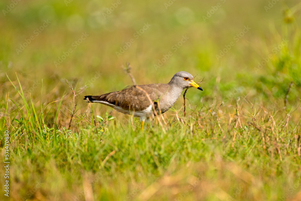 Grey headed lapwing bird looking for food in the grass with use of selective focus Grey headed lapwing bird looking for food in the grass with use of selective focus