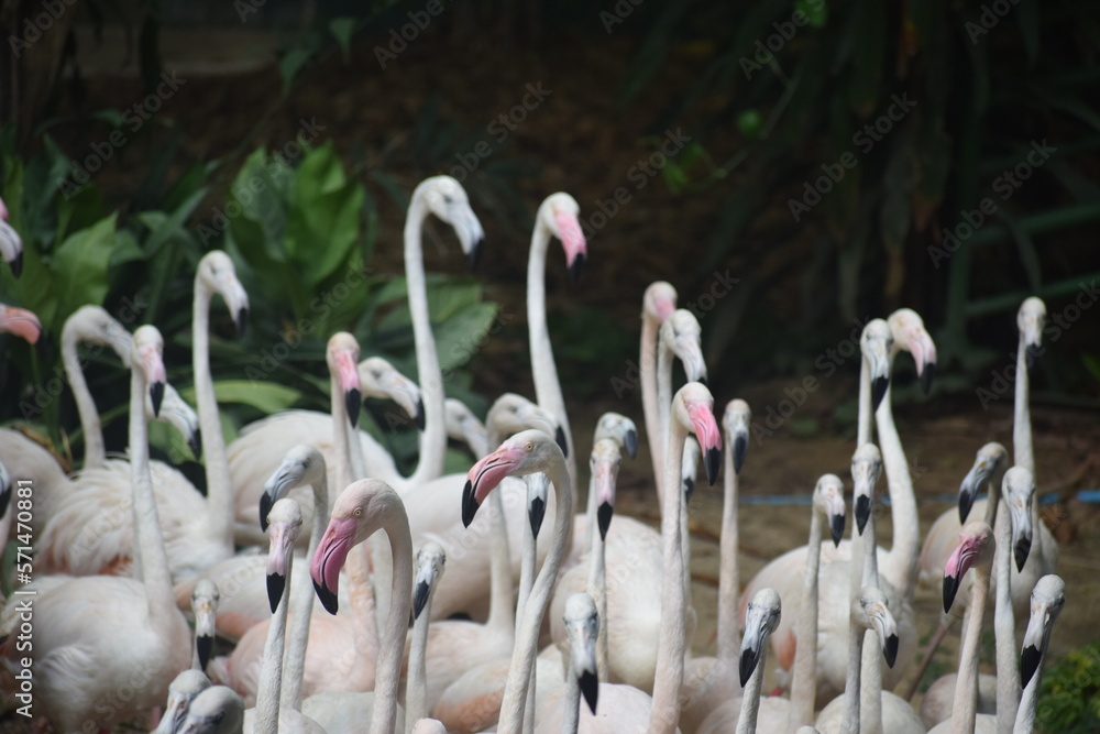 Obraz premium group of flamingos