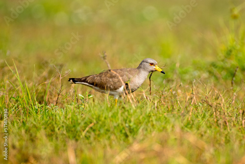 Grey headed lapwing bird looking for food in the grass with use of selective focus