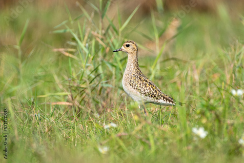 Close up of Pacific Golden plover bird in the grass with use of selective focus