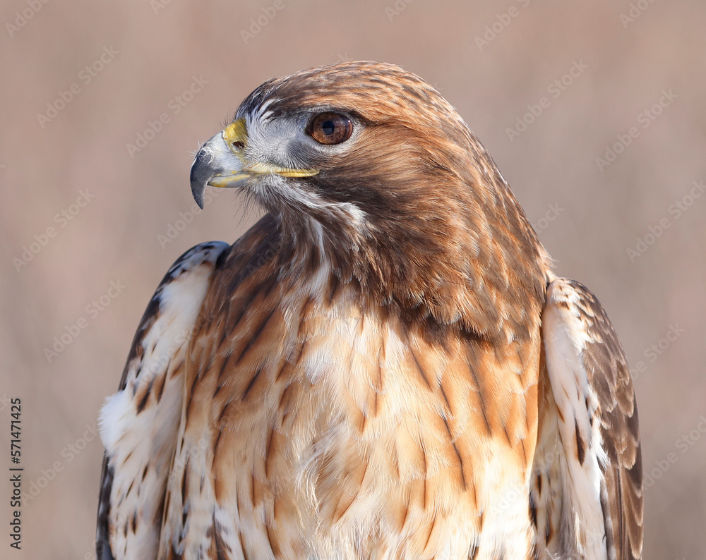 Obraz premium Red-tailed Hawk portrait, Quebec, Canada