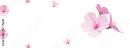 Fototapeta Naklejka Na Ścianę i Meble -  Japanese Spring Sakura cherry blossoms cutout