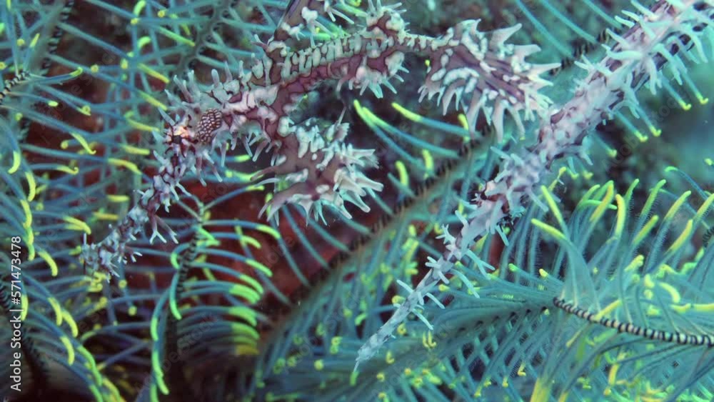 Blue-white crown of Thorns starfish with yellow needles in Tulamben. Unique species of family Acanthasteridae, crown of Thorns starfish. Stunning underwater video in macro mode captures its beauty. Blue-white crown of Thorns starfish with yellow needles in Tulamben. Unique species of family Acanthasteridae, crown of Thorns starfish. Stunning underwater video in macro mode captures its beauty.