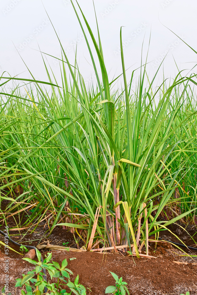 Fototapeta premium Sugarcane growing in the field, Sugarcane farming in India