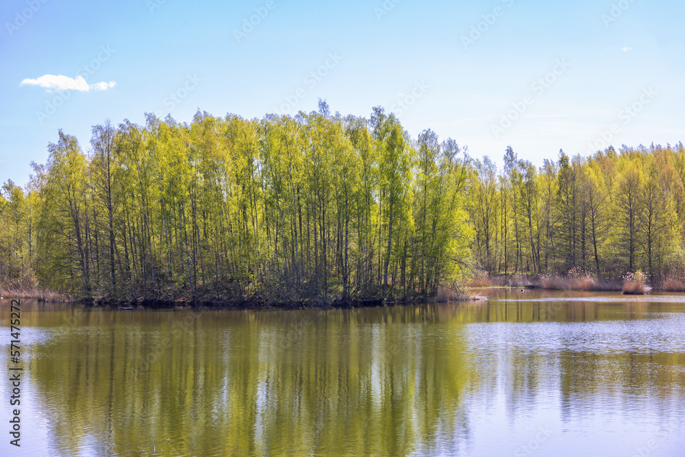 Lush green birch trees on a island at springtime