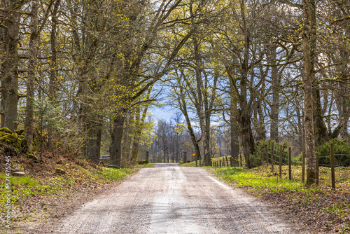 Dirt road in a foliation green forest at spring