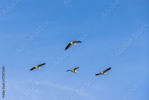 Greylag geese flying at a clear blue sky