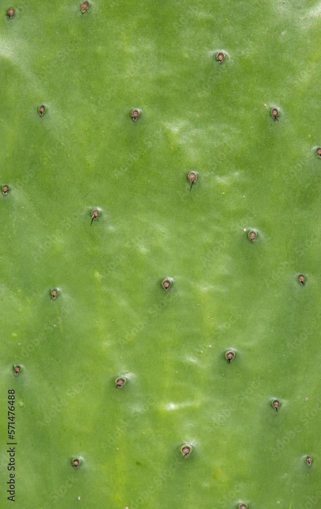 A close-up of a Opuntia ficus-indica cactus leaf A close-up of a Opuntia ficus-indica cactus leaf