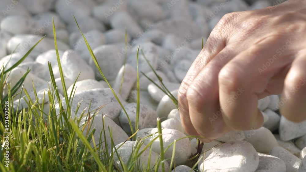 CLOSE UP Hand of an adult woman pulling out weeds from gravel garden