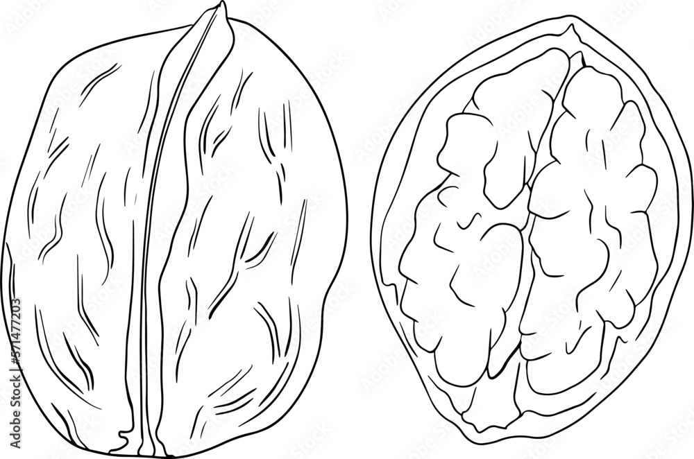 Fototapeta premium Walnut. Vector hand drawn nuts. Coloring pages with different sort of nuns.