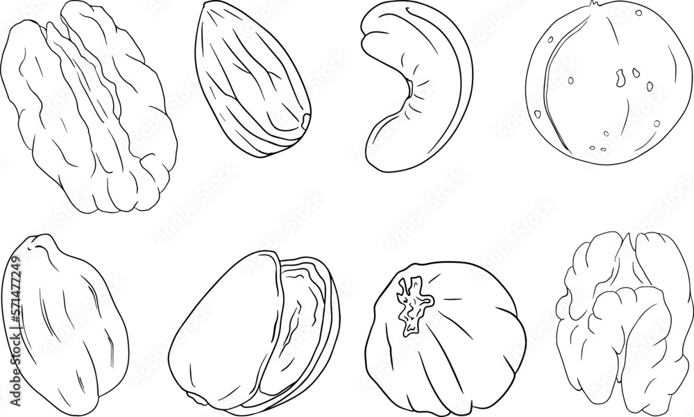Obraz premium Vector hand drawn nuts. Coloring pages with different sort of nuns. Walnut, macadamia, cashew, hazelnut, peanut, pistachio, almond, pecan