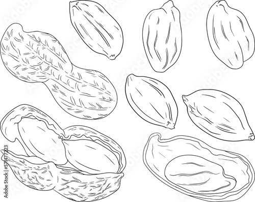 Peanut. Vector hand drawn nuts. Coloring pages with different sort of nuns.