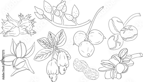 Vector hand drawn nuts. Coloring pages with different sort of nuns. Walnut, macadamia, cashew, hazelnut, peanut, pistachio, almond, pecan