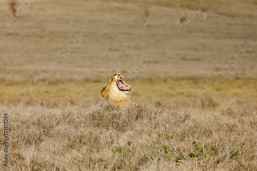 yawning lions photo