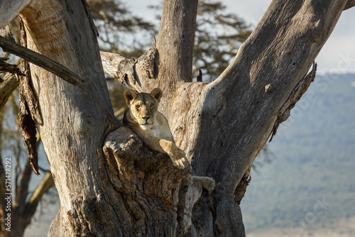 lion in a tree photo