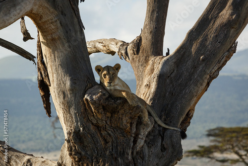 lion in a tree