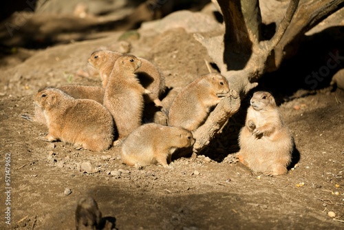 A prairie dog herd sitting in a sandy area with a tree.