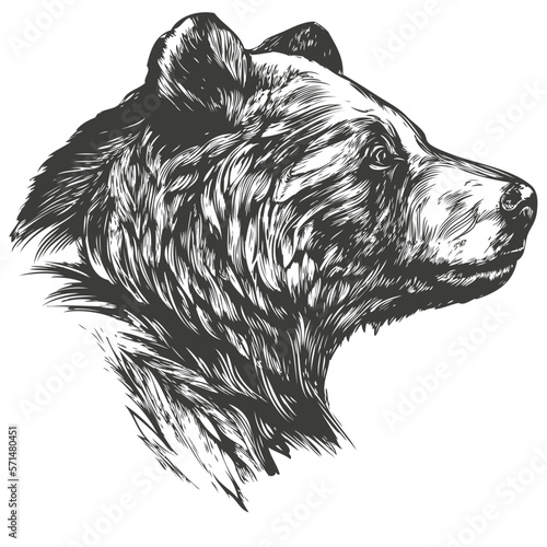 animal bear, wildlife, hand drawn vector illustration sketch