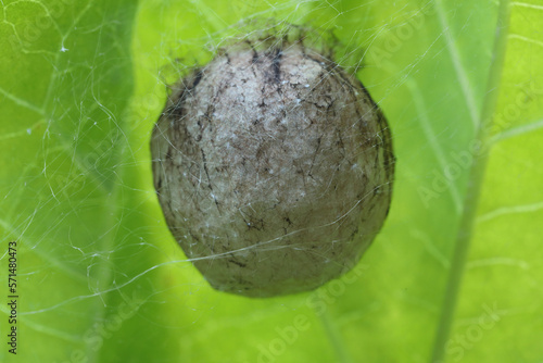 An egg sac of a Wasp Spider attached to the bottom of a leaf
