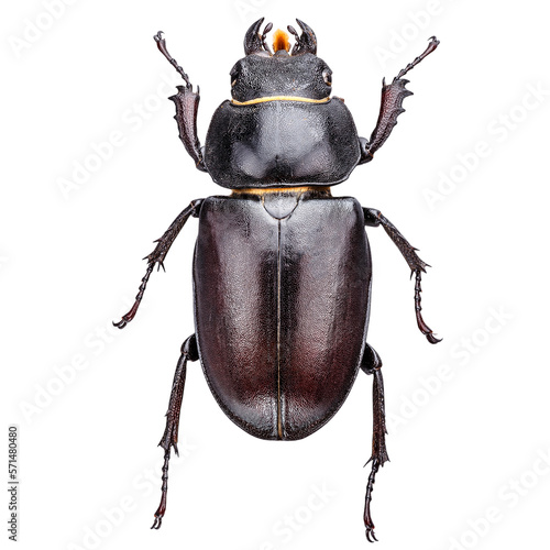 European stag beetle photo