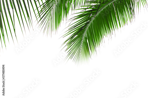 green palm leaves on transparent background, PNG file design summer concept