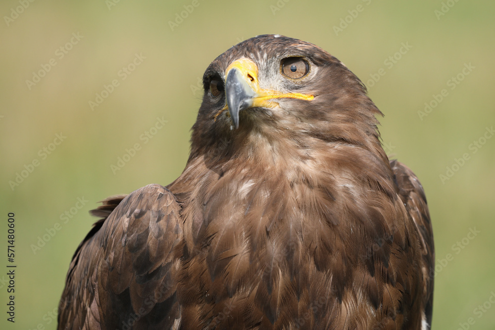 Portrait of a Steppe Eagle against a green background
Portrait of a Steppe Eagle against a green background