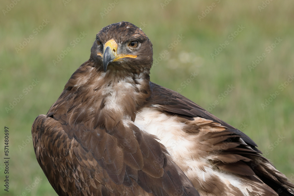 Portrait of a Steppe Eagle against a green background
Portrait of a Steppe Eagle against a green background