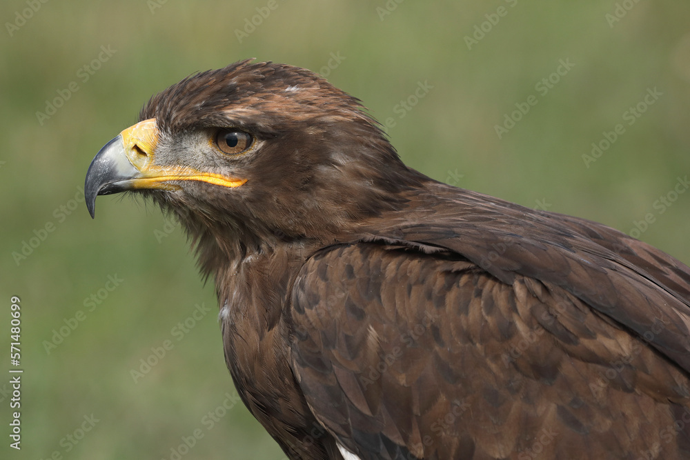 Portrait of a Steppe Eagle against a green background
Portrait of a Steppe Eagle against a green background