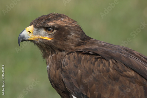 Portrait of a Steppe Eagle against a green background
