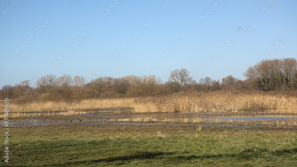 Obraz premium Early spring marsh landscape with reed and trees in Bourgoyen nature reserve, Ghent, Flanders, Belgium