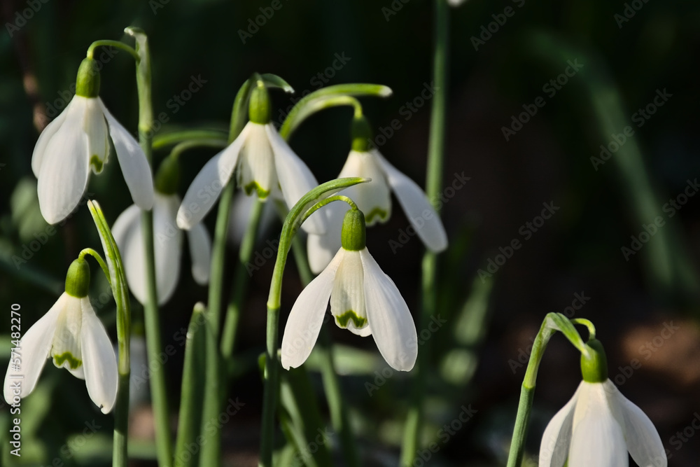 Closeup of snowdrops, selective focus with dark bokeh background - galanthus Closeup of snowdrops, selective focus with dark bokeh background - galanthus