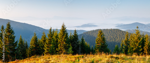 Morning view of forested mountains and spruce trees. Carpathian mountains, Ukraine.