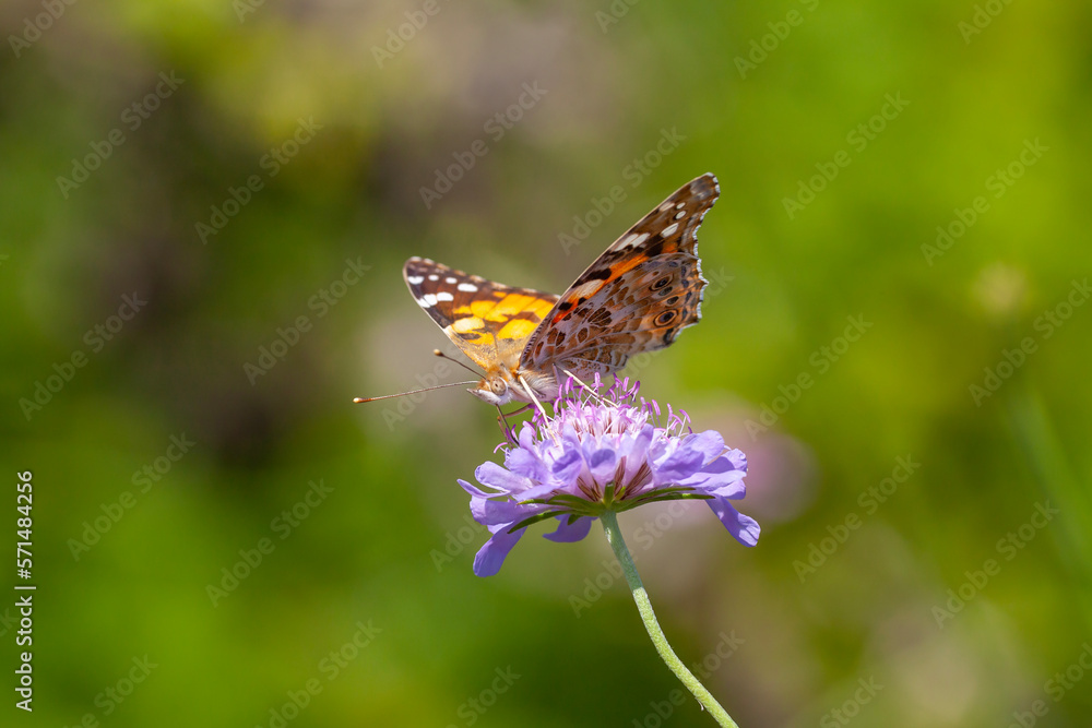 Large butterfly feeding on Scabiosa columbaria (Scabies) plant, Painted Lady, Vanessa cardui Large butterfly feeding on Scabiosa columbaria (Scabies) plant, Painted Lady, Vanessa cardui