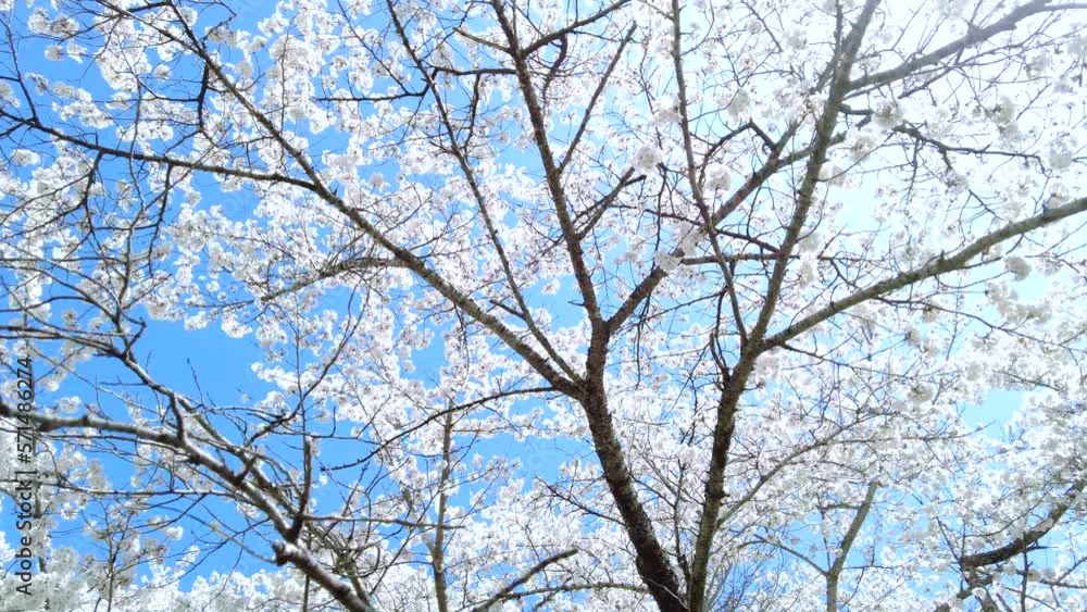 満開の桜の花びらと青空を移動撮影 4K ソメイヨシノの桜並木道を見上げて歩くPOVショット 2022年4月 満開の桜の花びらと青空を移動撮影 4K ソメイヨシノの桜並木道を見上げて歩くPOVショット 2022年4月