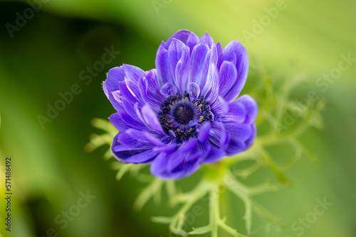 Blooming purple anemone flower on a green background on a sunny day macro photography. Violet flower with purple petals in springtime close-up photo.