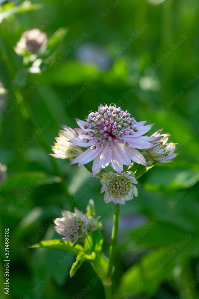 Blossom lilac astrantia flower on a green background close-up photo in summertime. Garden flower with pink petals macro photography in a sunny summer day. Blossom lilac astrantia flower on a green background close-up photo in summertime. Garden flower with pink petals macro photography in a sunny summer day.