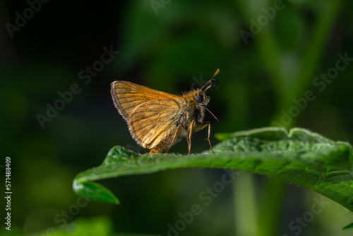 A large skipper butterfly sitting on a green leaf on a summer sunny day macro photography. A moth sitting on a potato plant in summertime close-up photo.