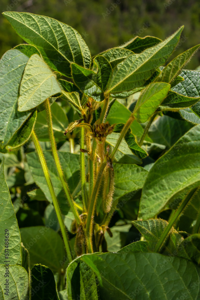 In the middle of the summer on a farm field growing soybeans In the middle of the summer on a farm field growing soybeans