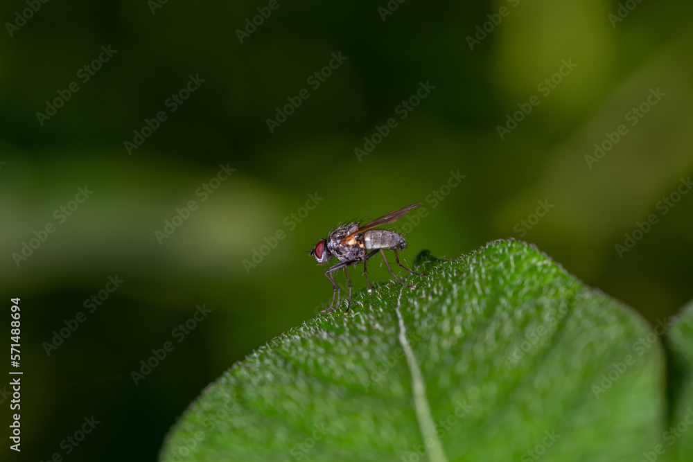 Common green bottle fly sitting on a green leaf macro photogrpahy. Green blowfly sitting on a plant close-up photography in summertime. Common green bottle fly sitting on a green leaf macro photogrpahy. Green blowfly sitting on a plant close-up photography in summertime.