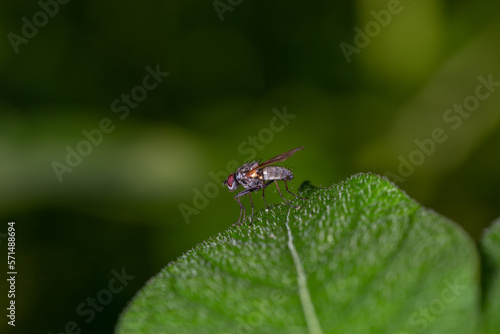 Common green bottle fly sitting on a green leaf macro photogrpahy. Green blowfly sitting on a plant close-up photography in summertime. 