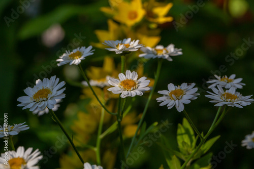 Blooming chamomile flower on a summer sunny day macro photo. Wildflowers with white petals in the meadow close-up photo. Blossom daisies in springtime floral background. © Anton