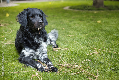 A black and white Friese Stabij Wetterhoun dog lying on the grass in a garden, looking away, with a straw in his mouth on a sunny day. Pet companionship and domestic life concept. Copy space