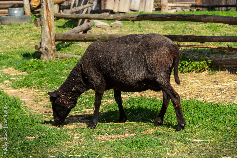 The sheep are pasturing on the farm, care of household pets. Warm summer and hard agrarian work in provinces The sheep are pasturing on the farm, care of household pets. Warm summer and hard agrarian work in provinces
