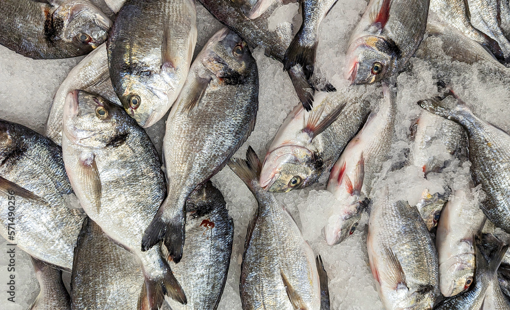 Fresh chilled fish among ice in a supermarket Fresh chilled fish among ice in a supermarket