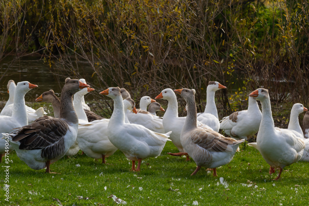 Gray beautiful geese in a pasture in the countryside walk on the green grass. Livestock farm birds. Animal breeding Gray beautiful geese in a pasture in the countryside walk on the green grass. Livestock farm birds. Animal breeding