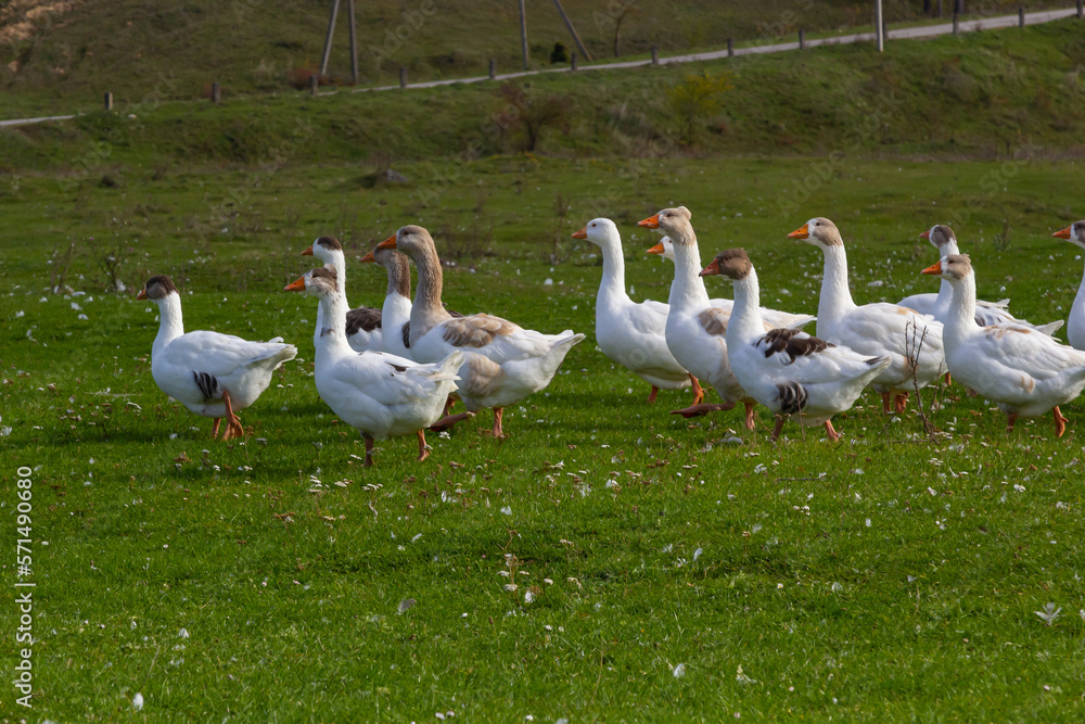 Gray beautiful geese in a pasture in the countryside walk on the green grass. Livestock farm birds. Animal breeding Gray beautiful geese in a pasture in the countryside walk on the green grass. Livestock farm birds. Animal breeding