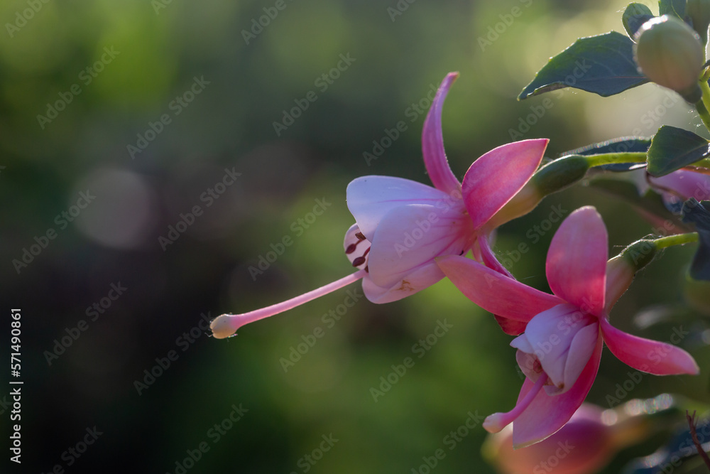 Blooming white pink fuchsia flower macro photography in a summertime. Small garden flower with white and pink petals in a sunlight closeup photo. Blooming white pink fuchsia flower macro photography in a summertime. Small garden flower with white and pink petals in a sunlight closeup photo.