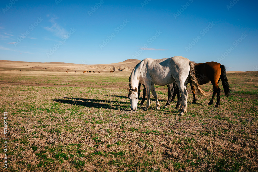 Landscape shot of the Georgian steppe Udabno in Georgia with two horses in the foreground. Wide land and blue sky. endless fields. Warm light on the countryside. Landscape shot of the Georgian steppe Udabno in Georgia with two horses in the foreground. Wide land and blue sky. endless fields. Warm light on the countryside.